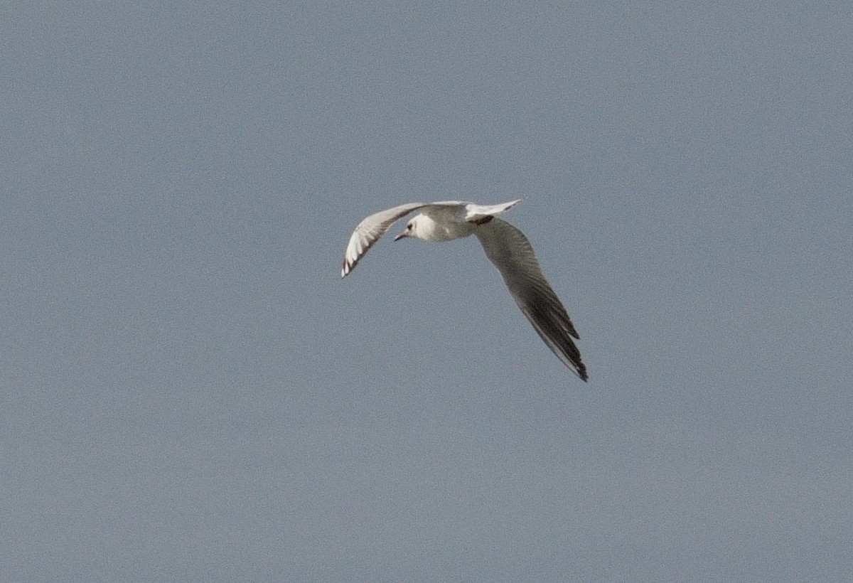 Black-headed Gull - ML617308286