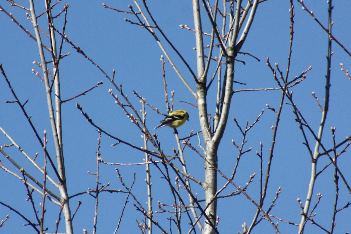 American Goldfinch - Zeke Heyerly