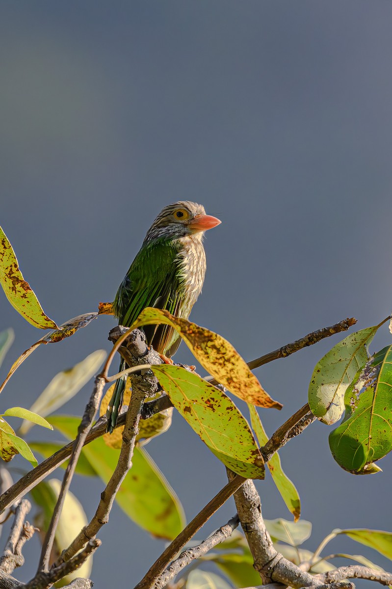 Lineated Barbet - ML617308309