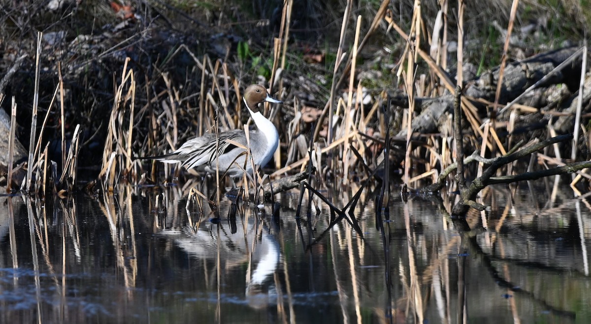 Northern Pintail - Geoff Garland