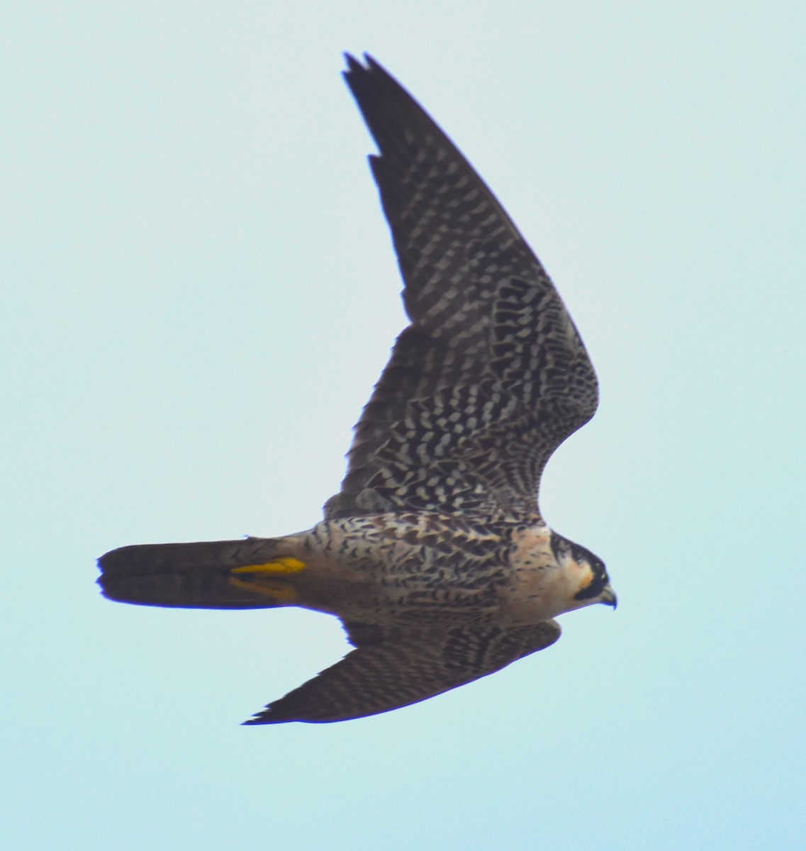 Peregrine Falcon - Luis Munoz