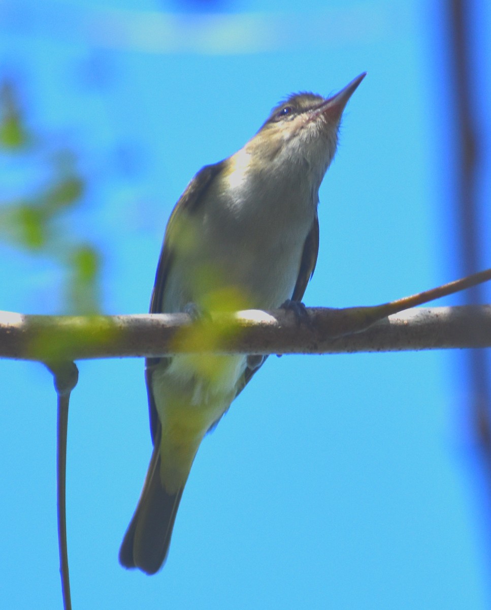 Black-whiskered Vireo - ML617308425