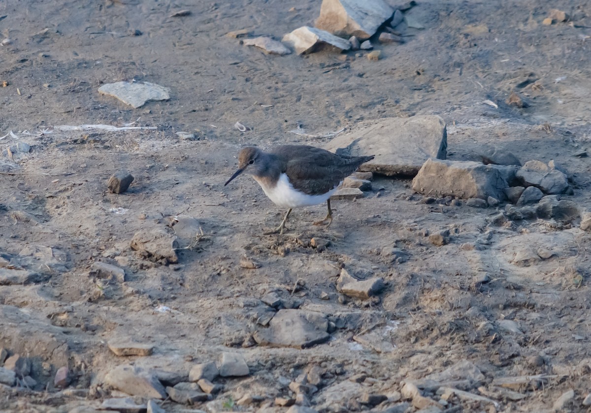 Common Sandpiper - ML617308429