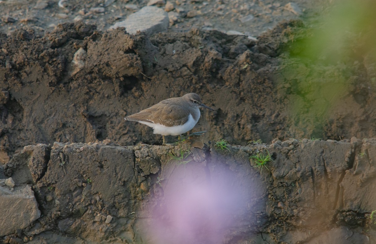 Common Sandpiper - ML617308430