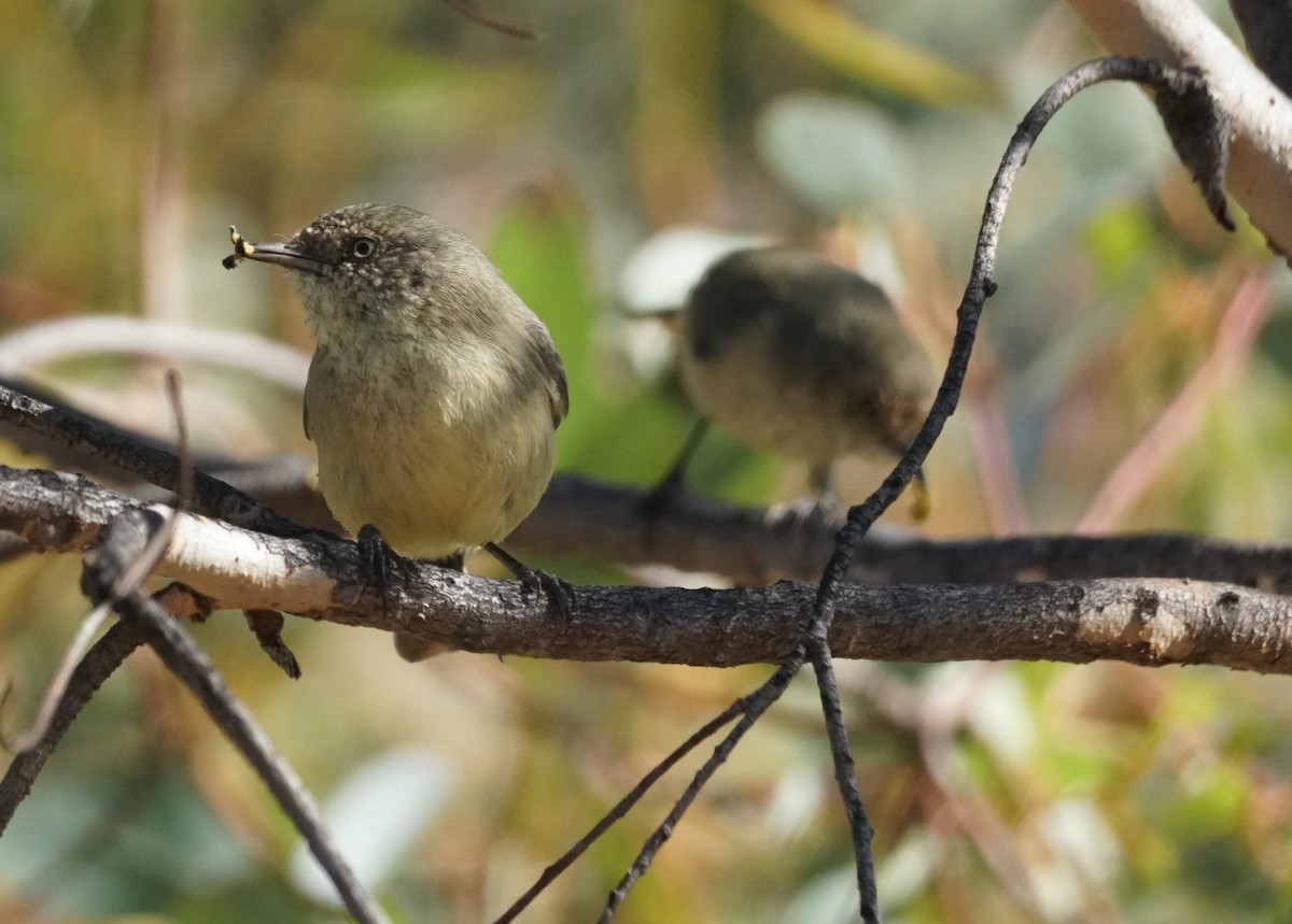 Buff-rumped Thornbill - ML617308440