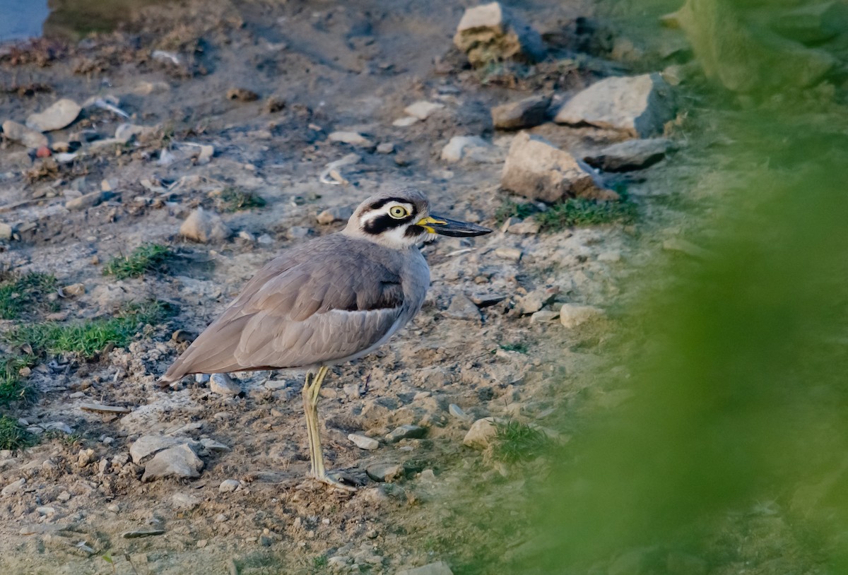 Great Thick-knee - ML617308451