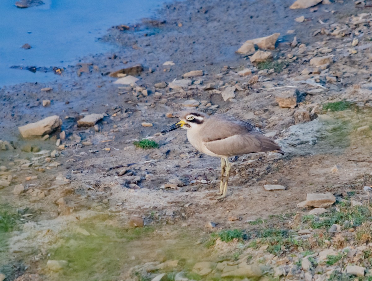 Great Thick-knee - ML617308452