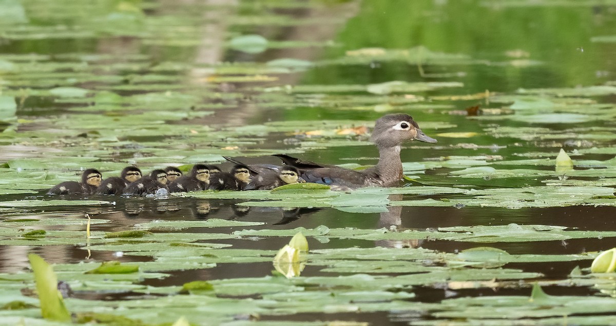 Wood Duck - ML617308475