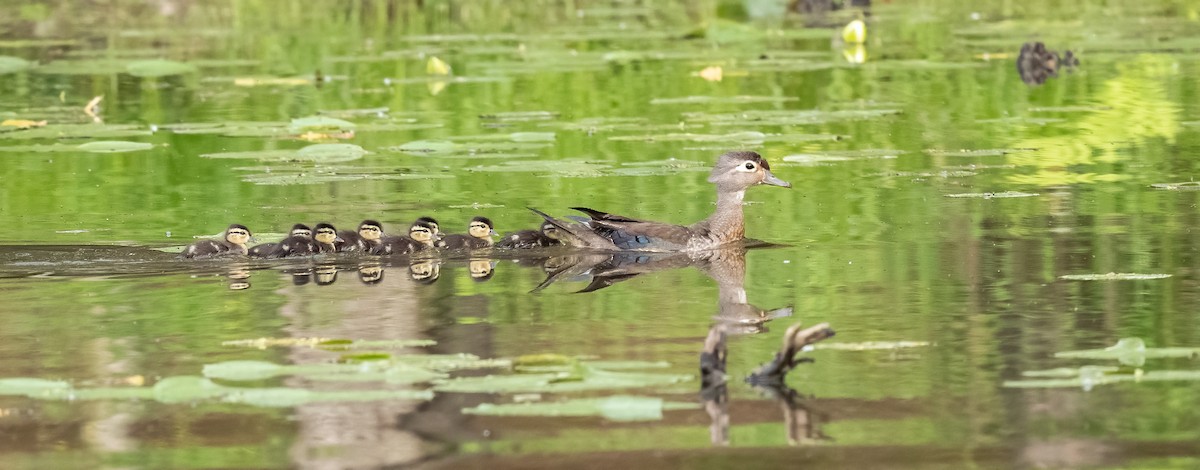 Wood Duck - ML617308476