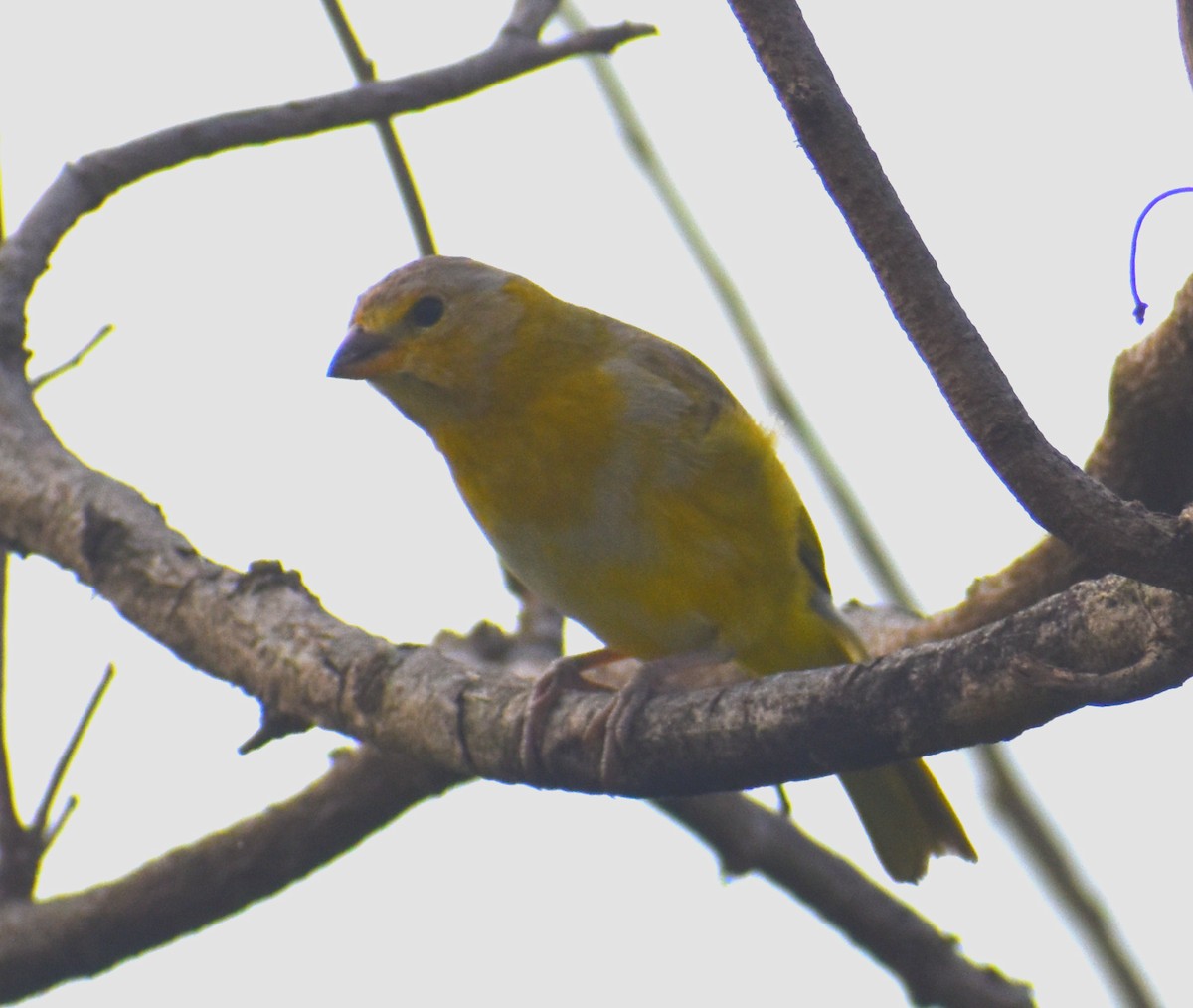 Saffron Finch - ML617308512