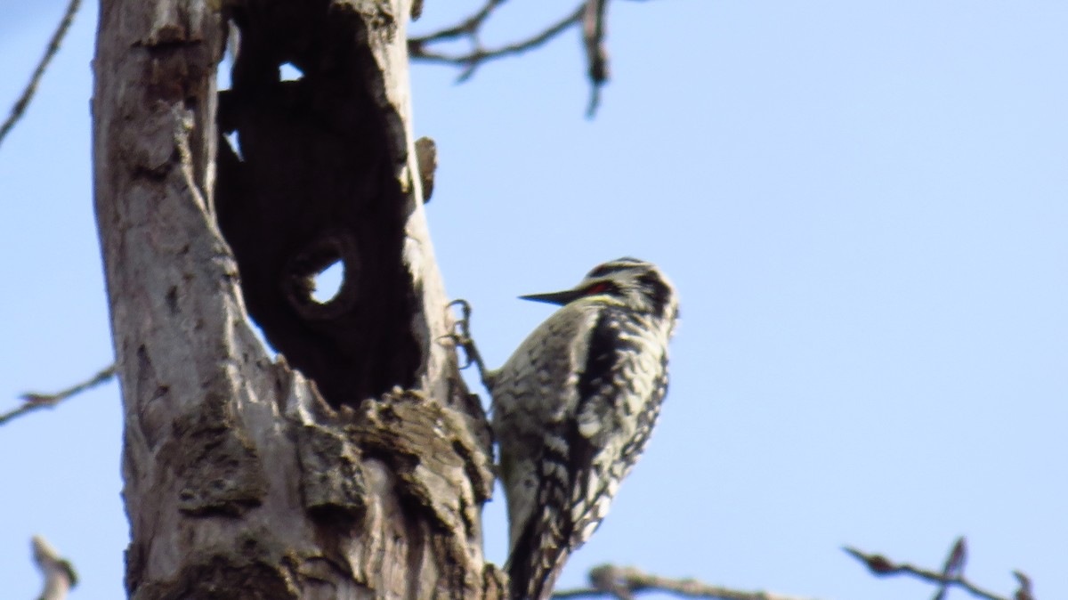 Yellow-bellied Sapsucker - ML617308553