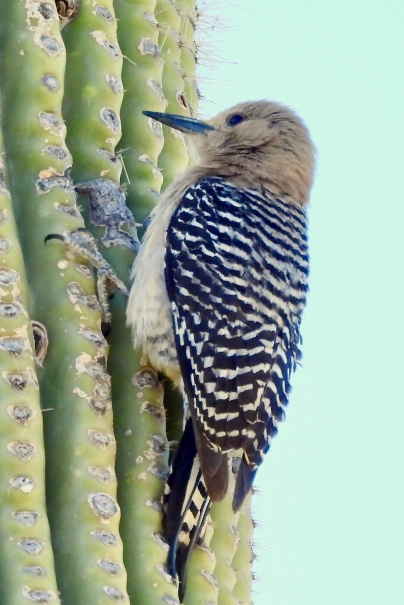 Gila Woodpecker - Hobart Collins