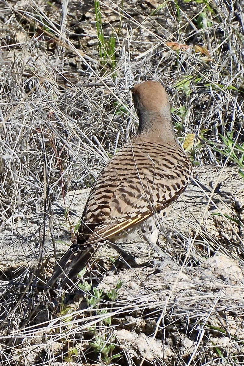 Gilded Flicker - ML617308567