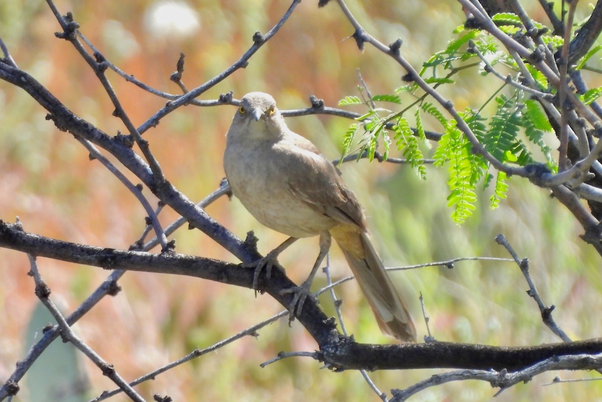 Curve-billed Thrasher - ML617308587