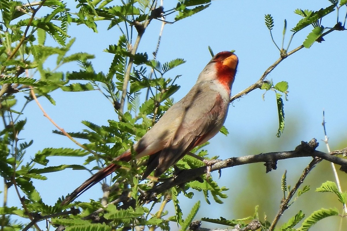 Cardinal pyrrhuloxia - ML617308597