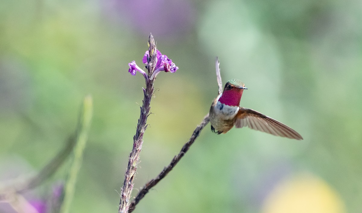 Scintillant Hummingbird - ML617308606