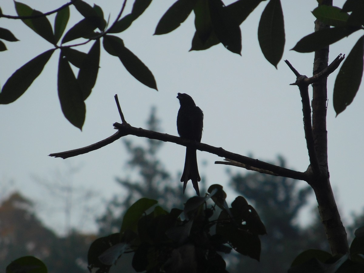 Sri Lanka Drongo - ML617308626