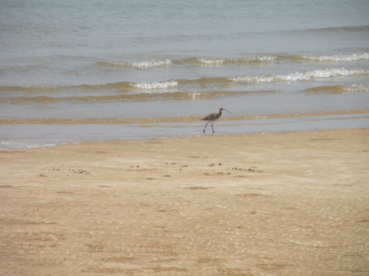 Eurasian Curlew - said nosrat