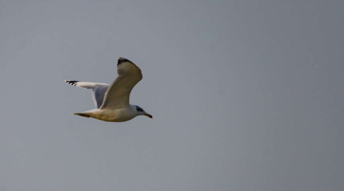 Pallas's Gull - ML617308653