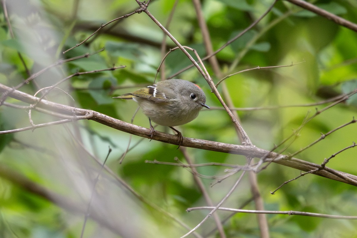 Ruby-crowned Kinglet - Emily Smith