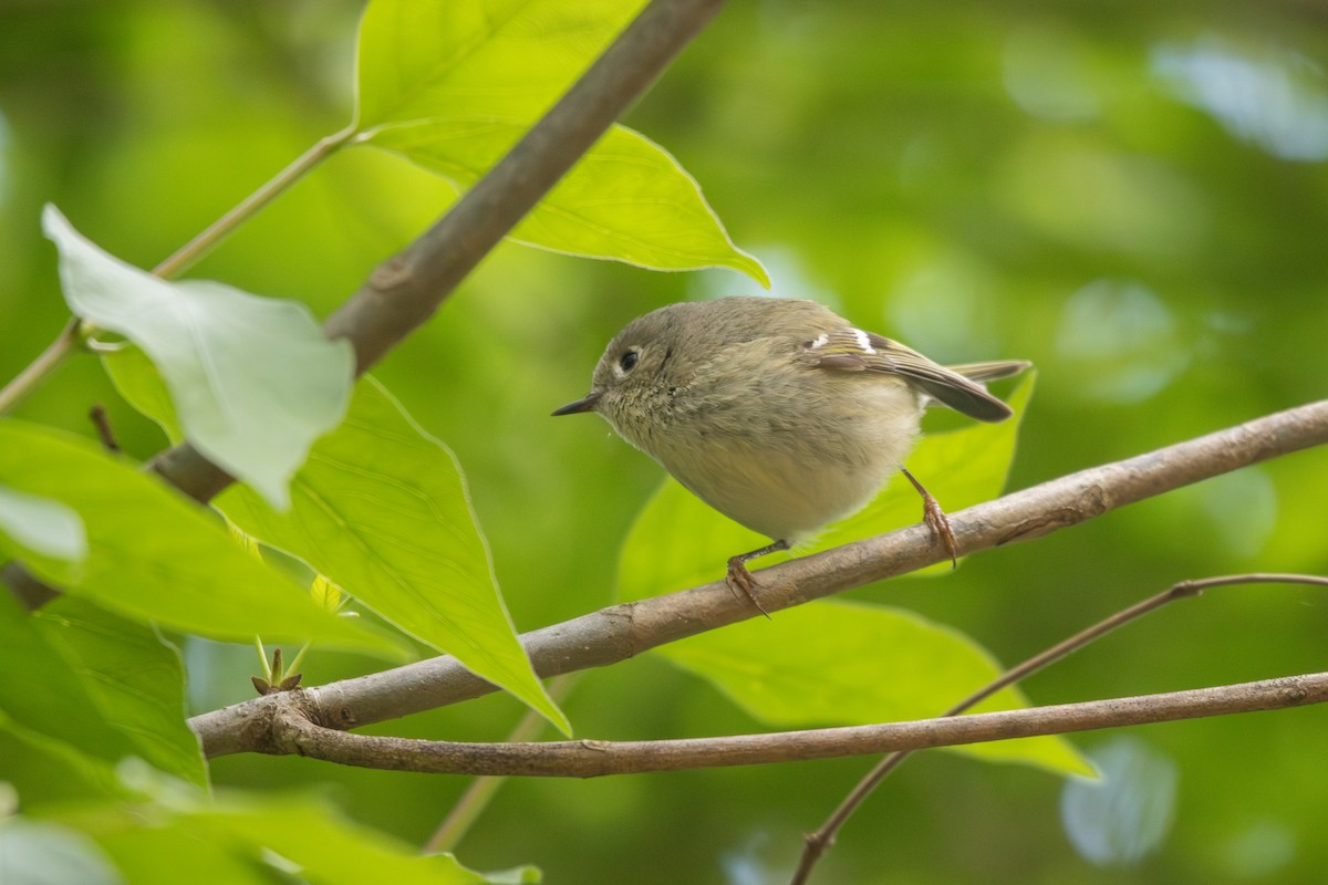 Ruby-crowned Kinglet - Emily Smith