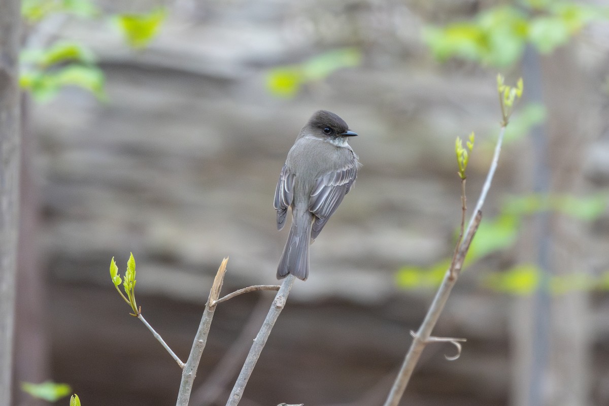 Eastern Phoebe - ML617308717