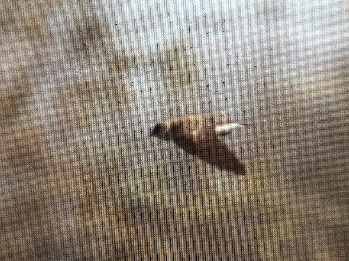 Northern Rough-winged Swallow - ML617308720