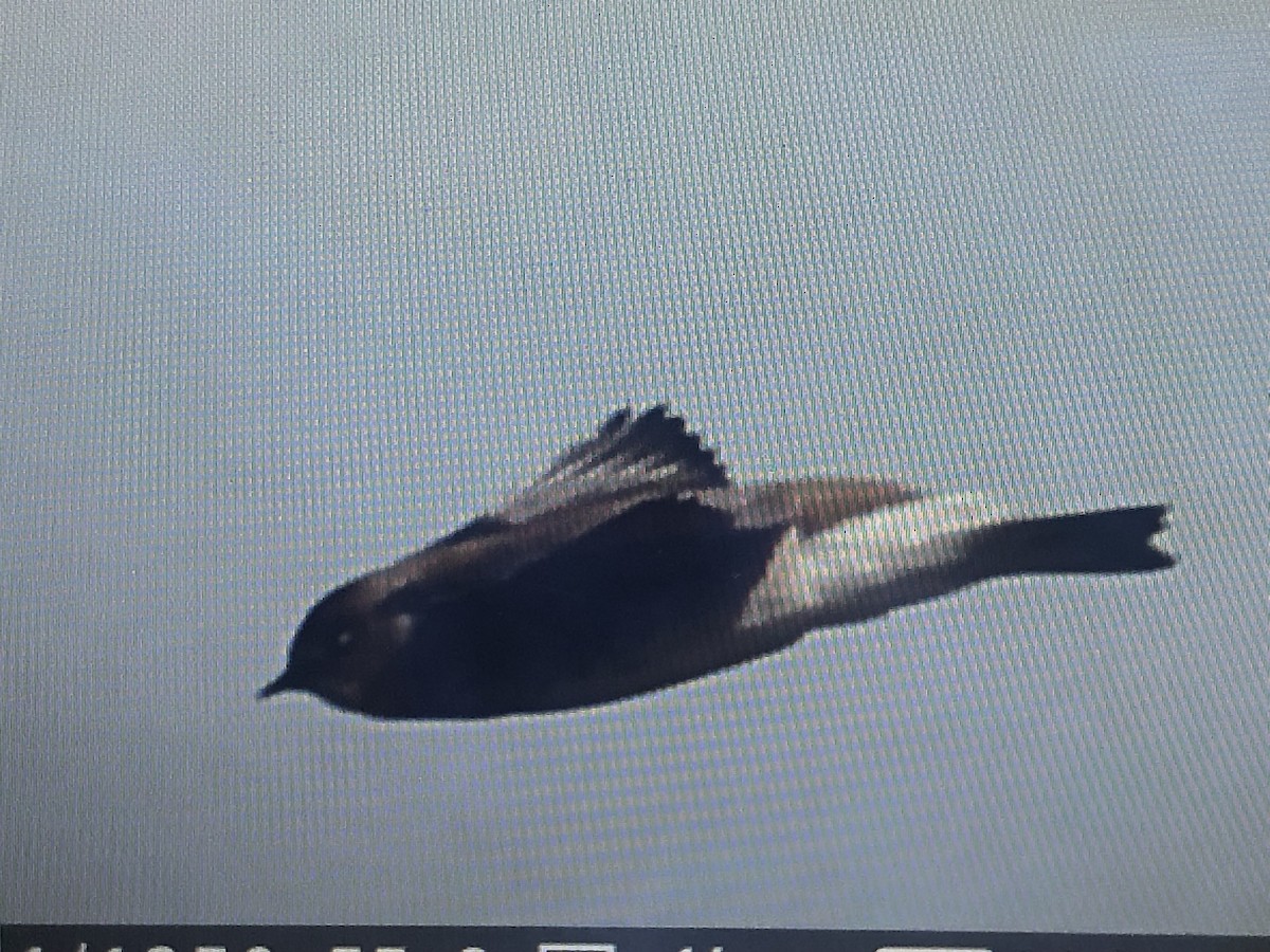 Northern Rough-winged Swallow - ML617308721