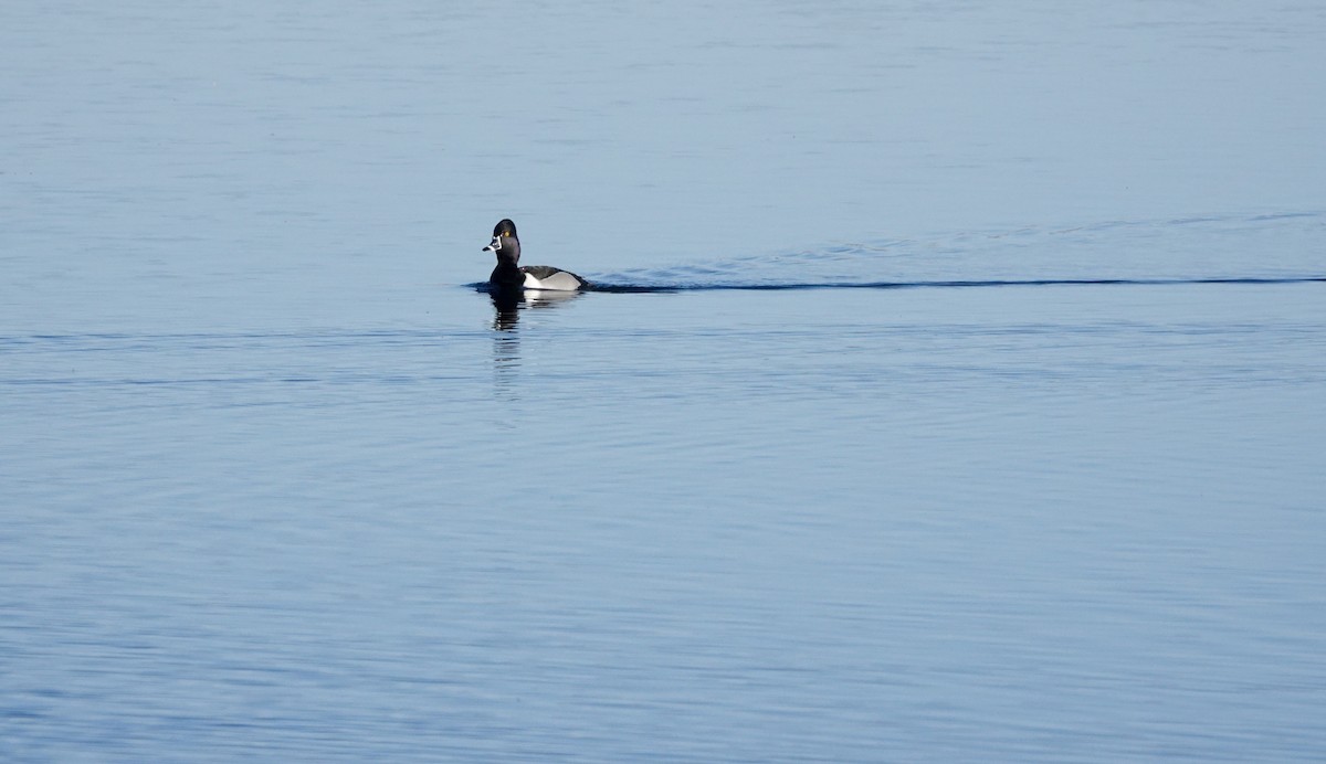 Ring-necked Duck - ML617308741