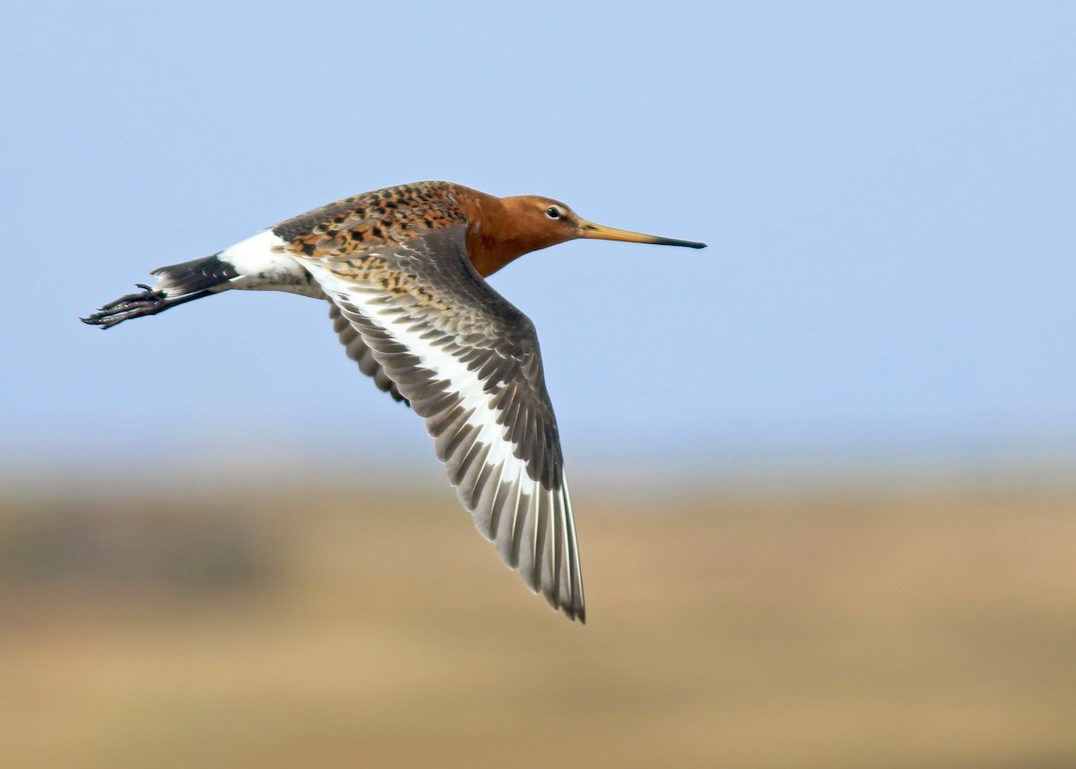 Black-tailed Godwit - Jared Clarke