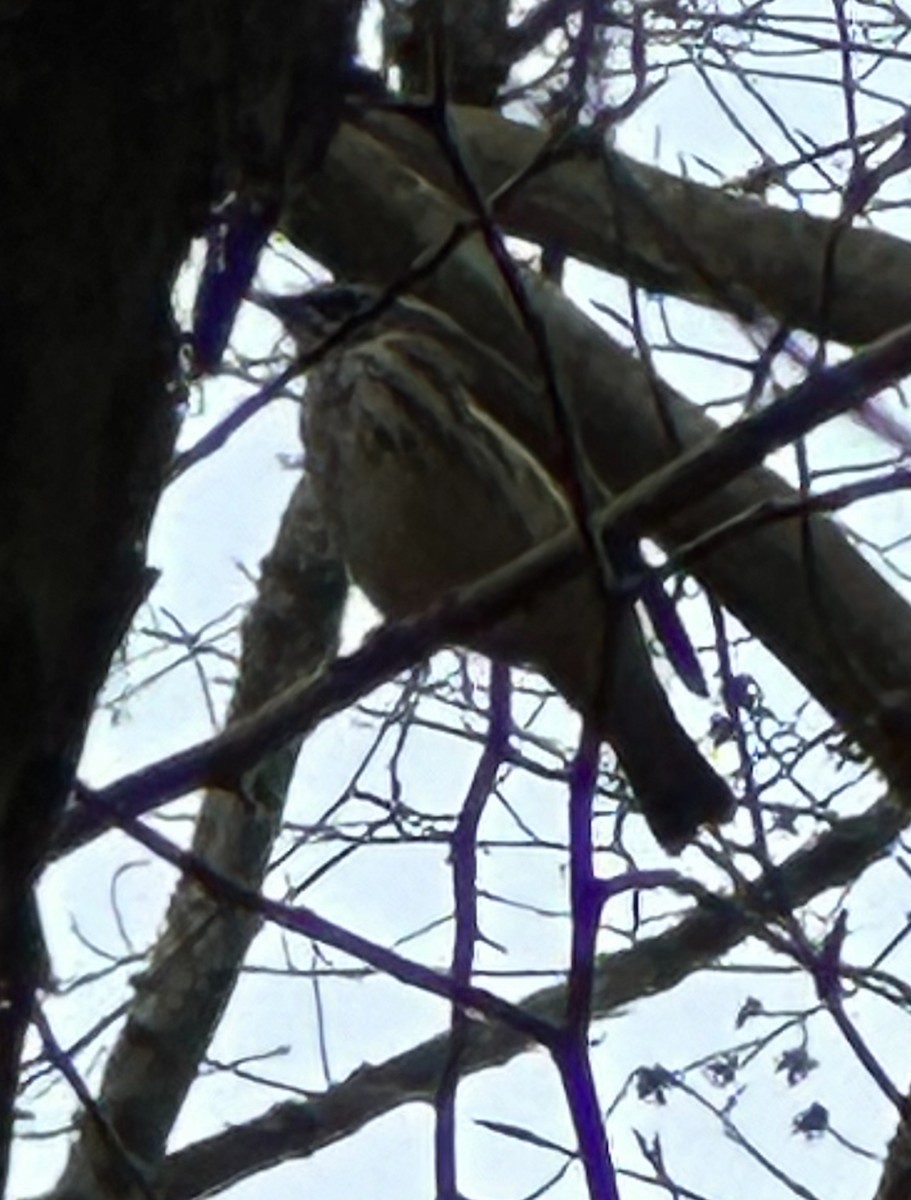 Louisiana Waterthrush - ML617308759