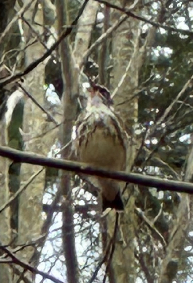 Louisiana Waterthrush - Craig Allen