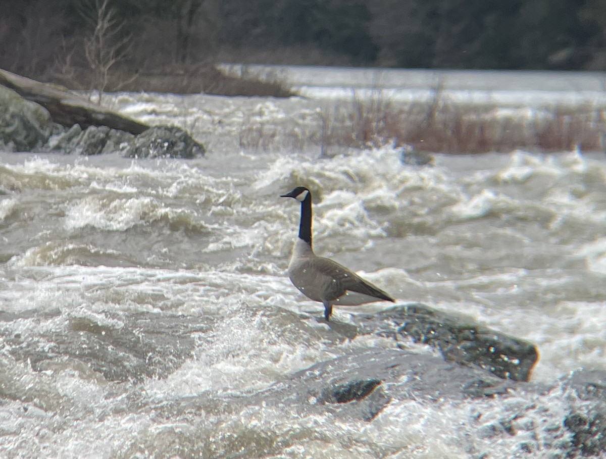 Canada Goose - ML617308827