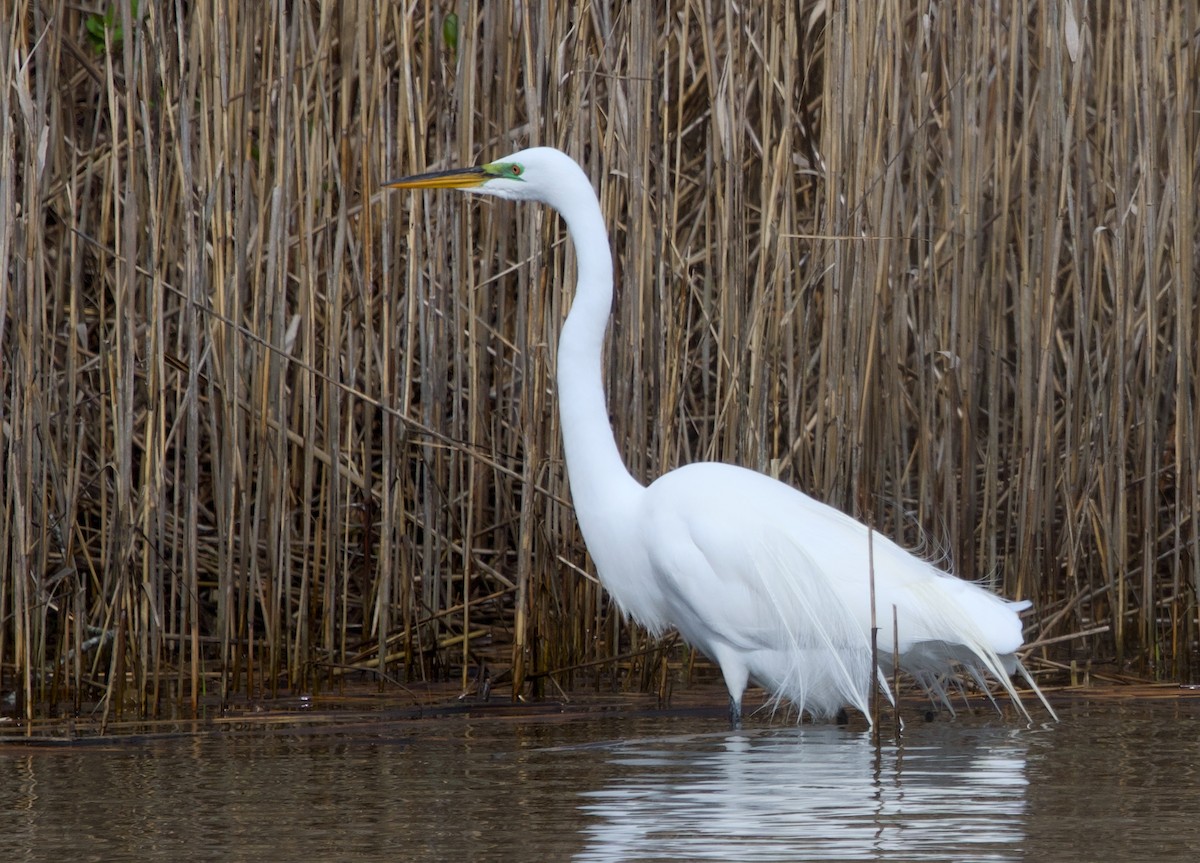 Great Egret - ML617308835