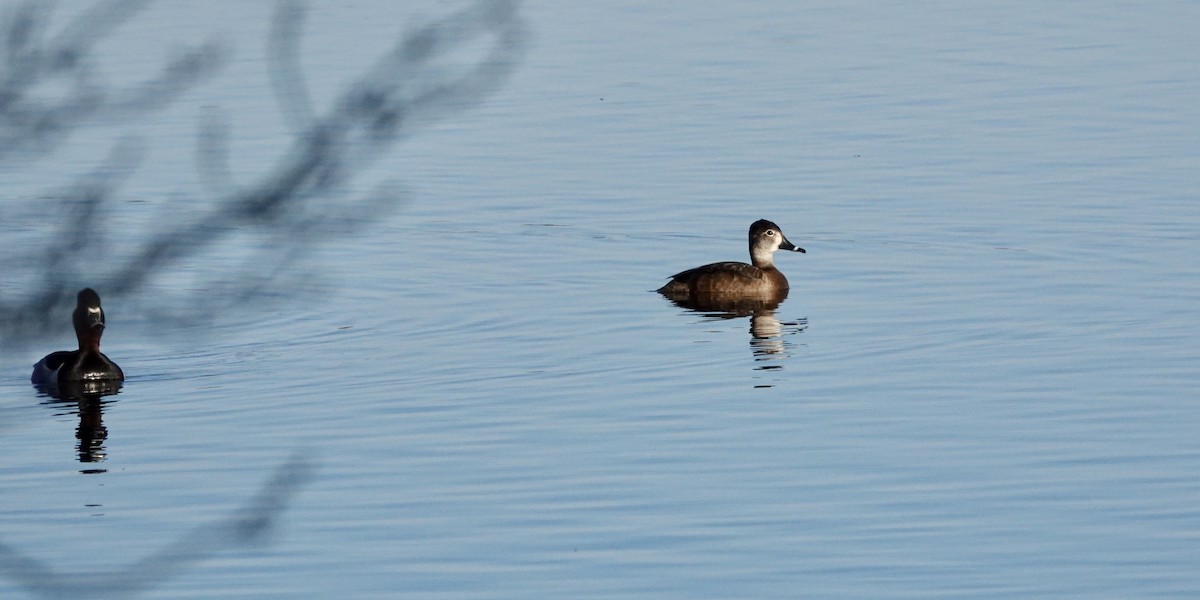 Ring-necked Duck - ML617308879