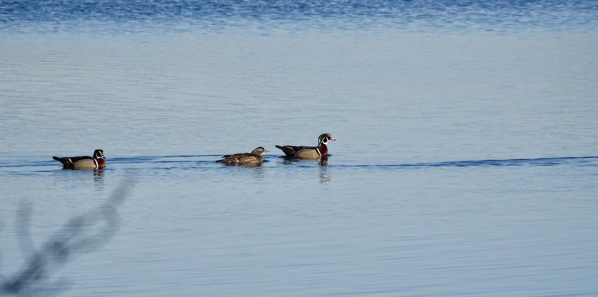 Wood Duck - ML617308883