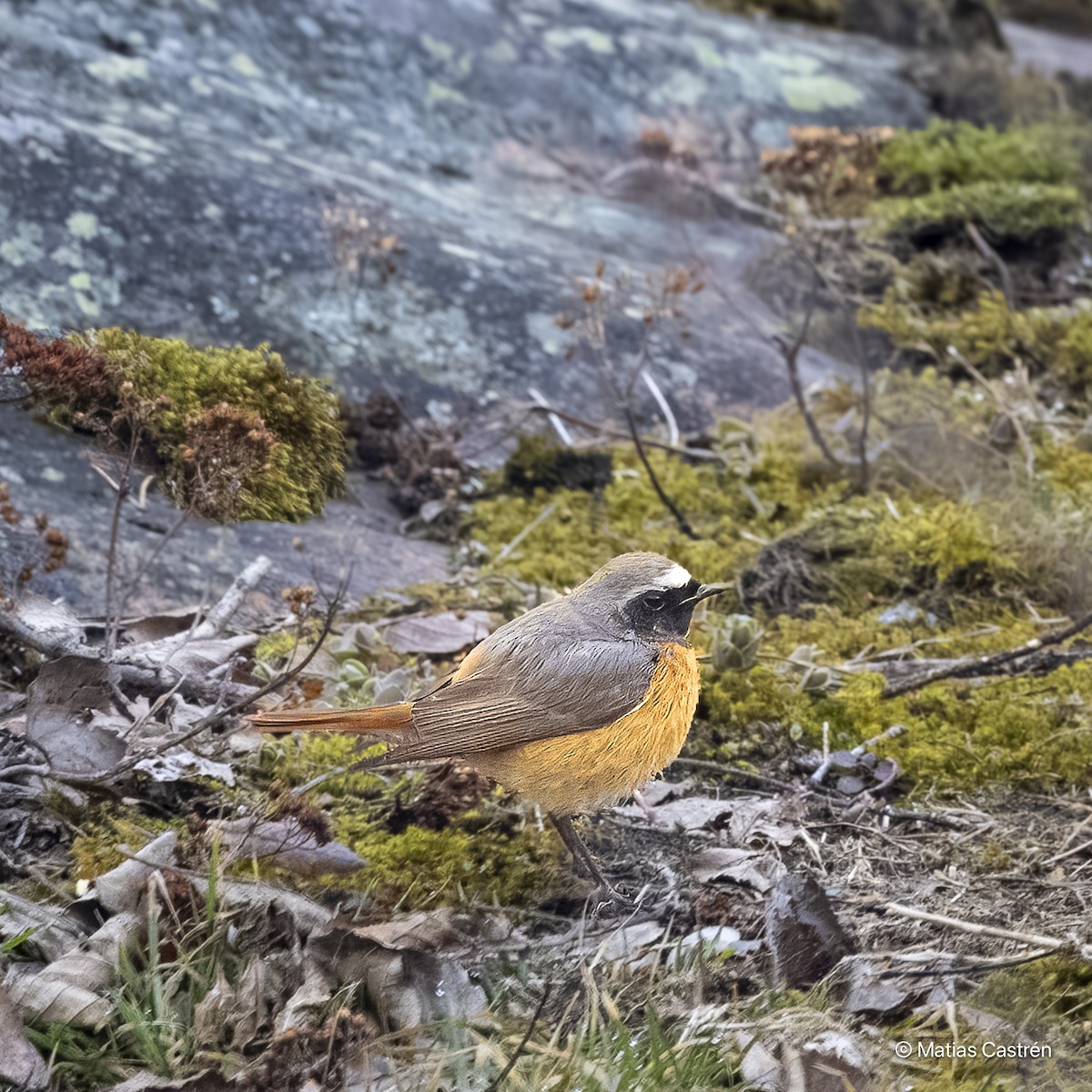 Common Redstart - ML617308885