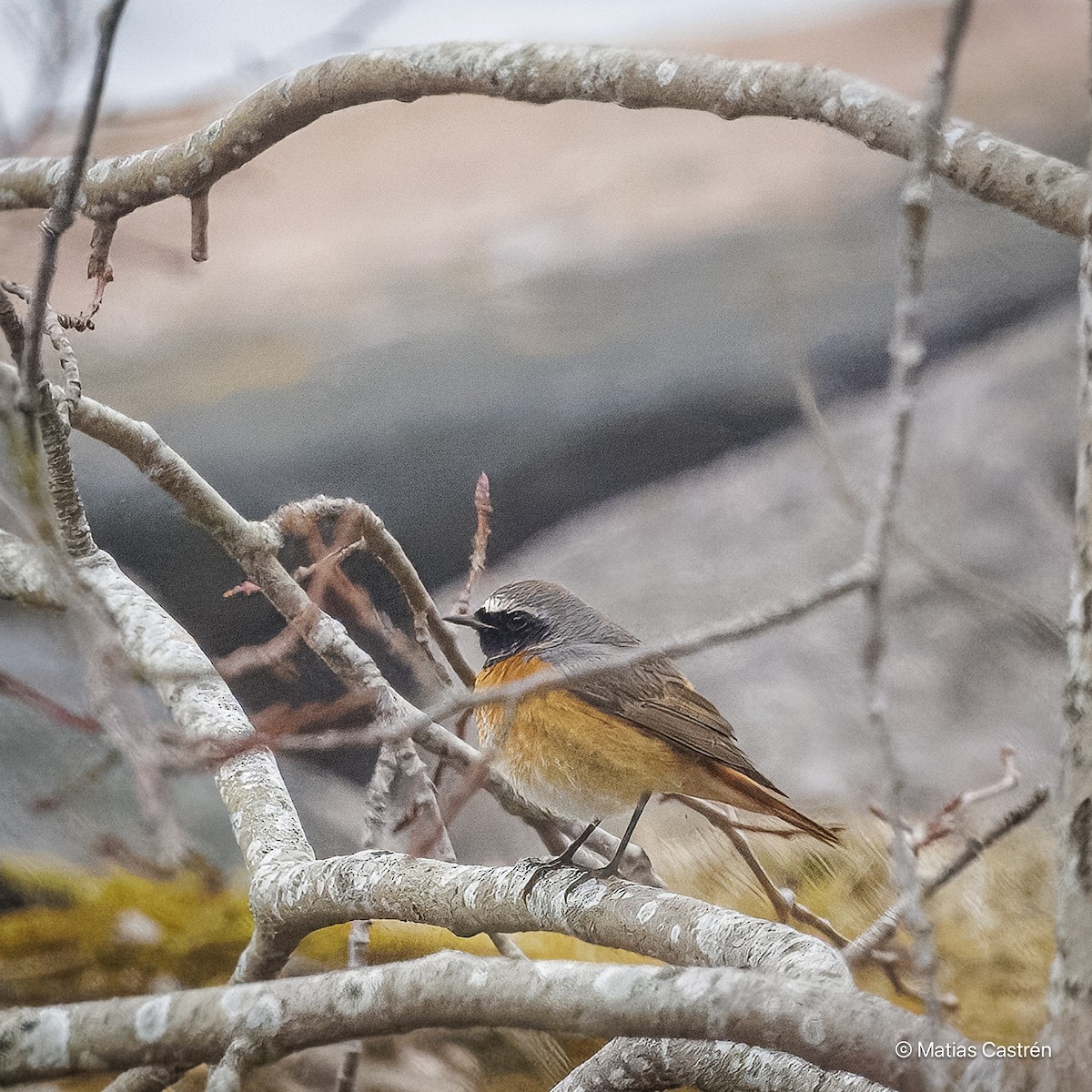 Common Redstart - ML617308886