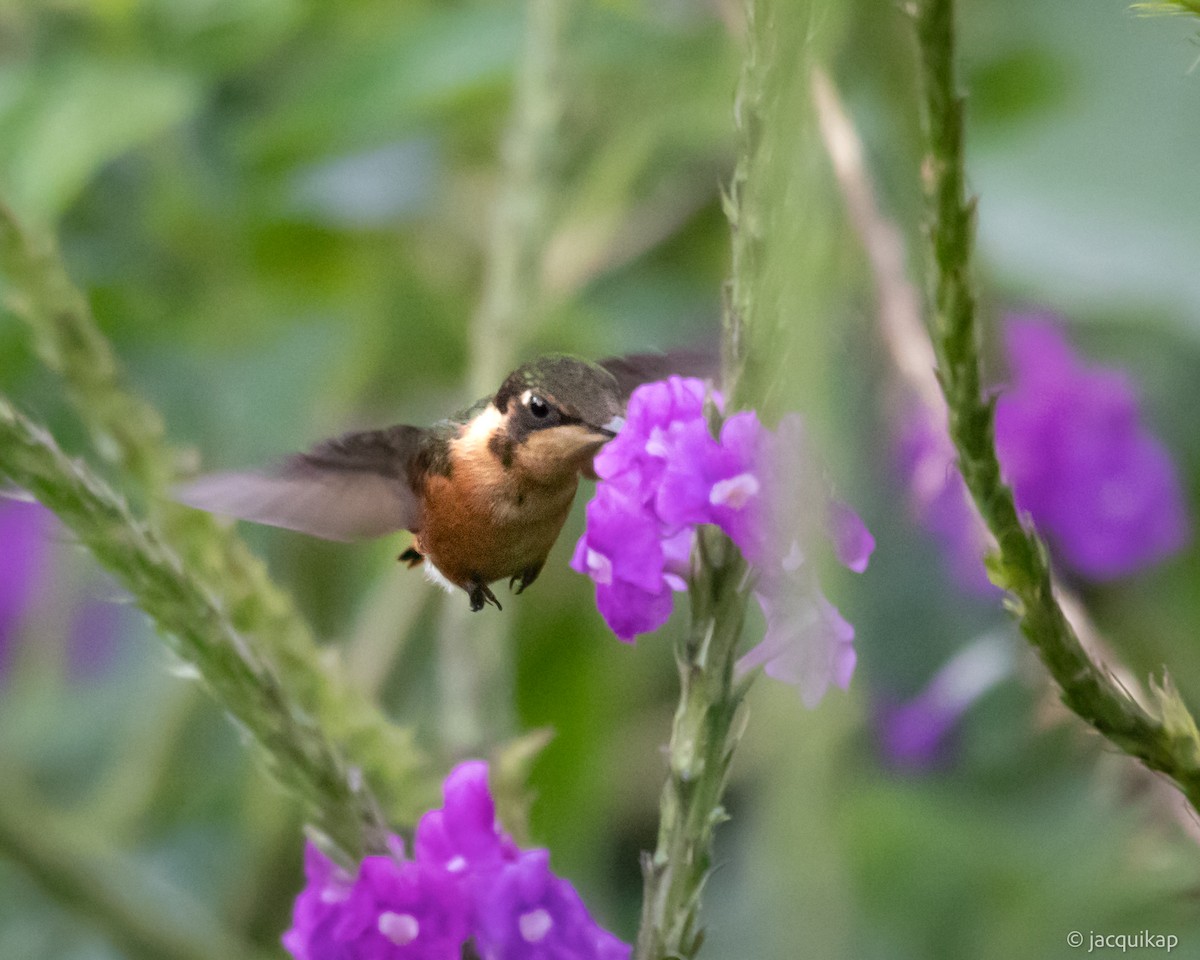 Colibrí de Heliodoro - ML617308890