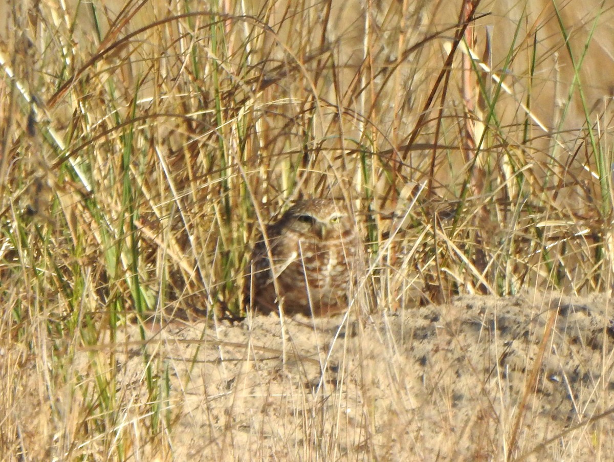 Burrowing Owl - Vinod Babu