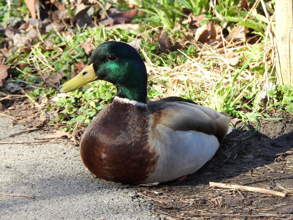 Mallard - Vinod Babu