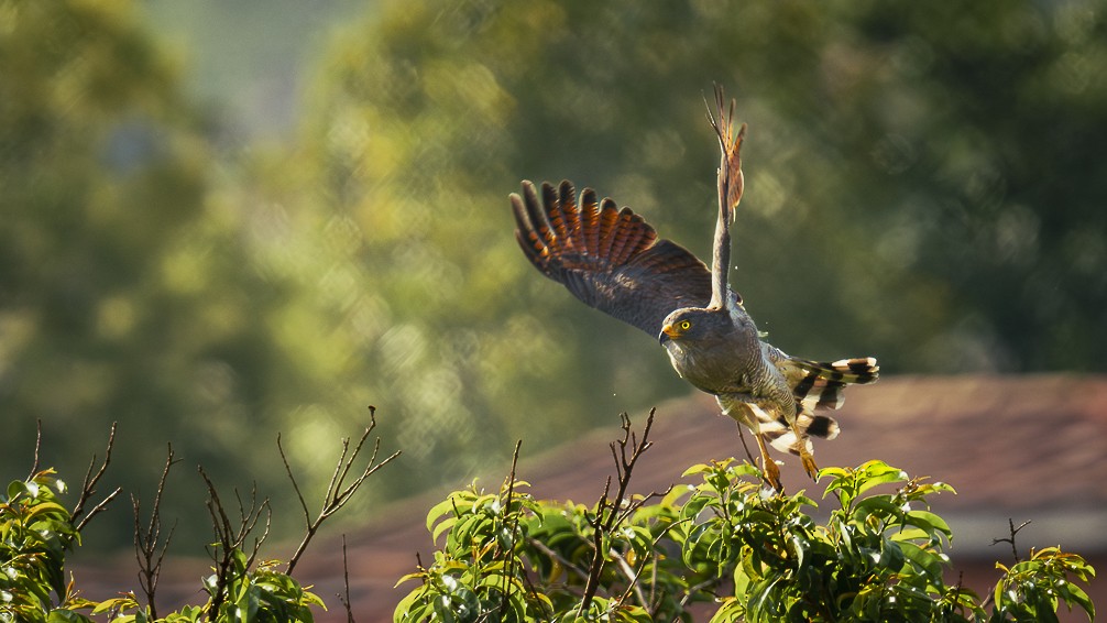 Roadside Hawk - ML617308989