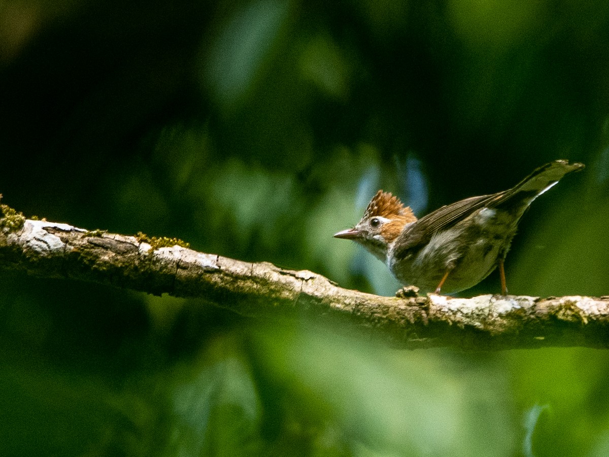 Striated Yuhina - ML617309000