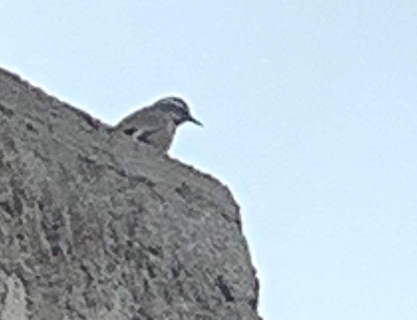 Buff-winged Cinclodes - ML617309022