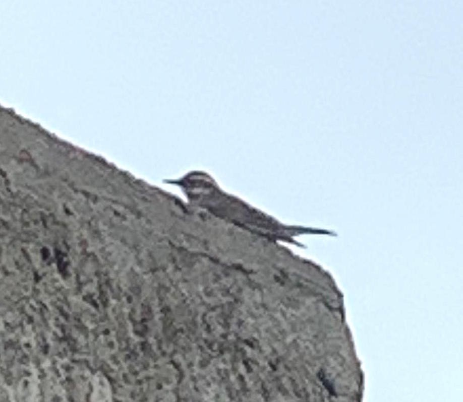 Buff-winged Cinclodes - Juan Klavins