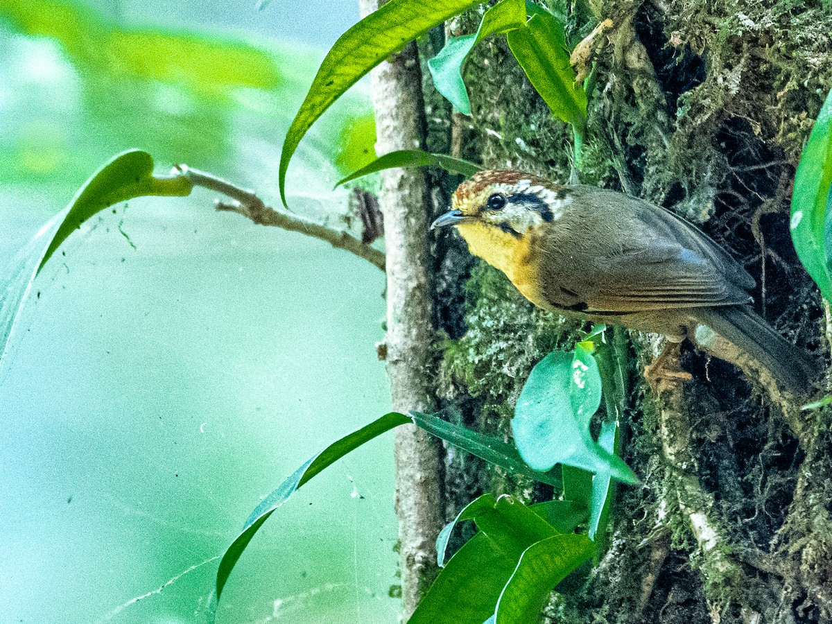 Rufous-winged Fulvetta - ML617309024