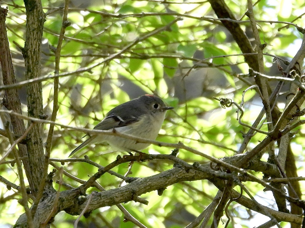 Ruby-crowned Kinglet - ML617309048