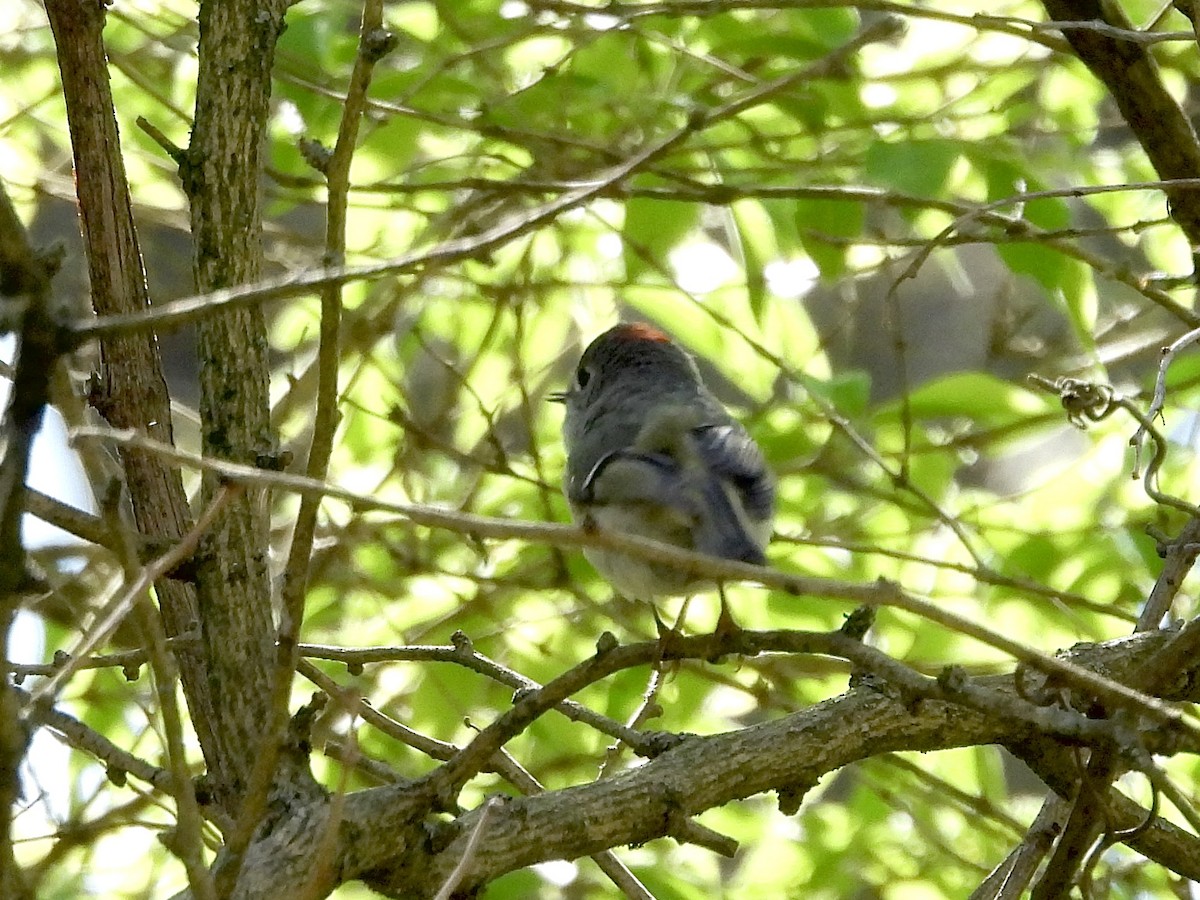 Ruby-crowned Kinglet - ML617309050