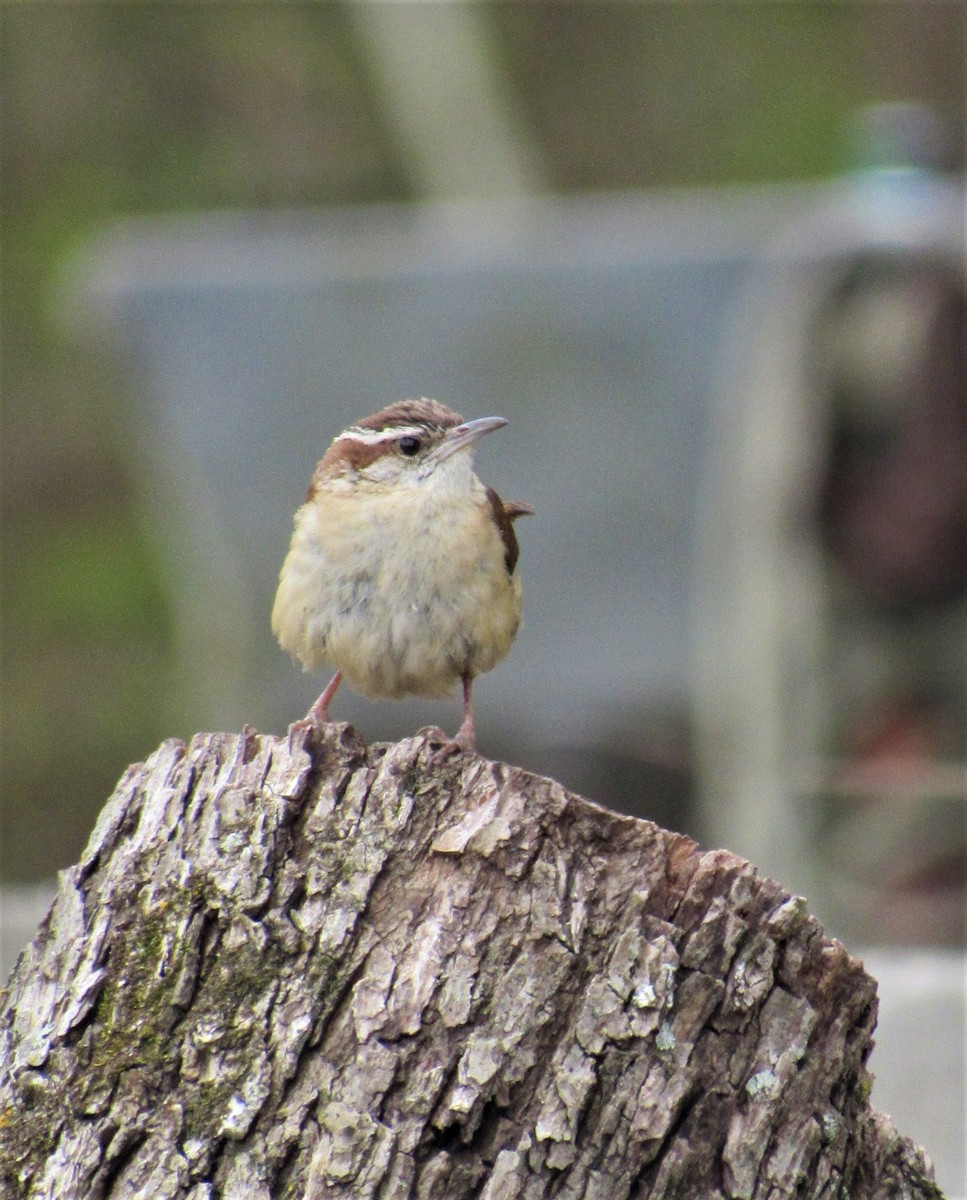 Carolina Wren - ML617309061