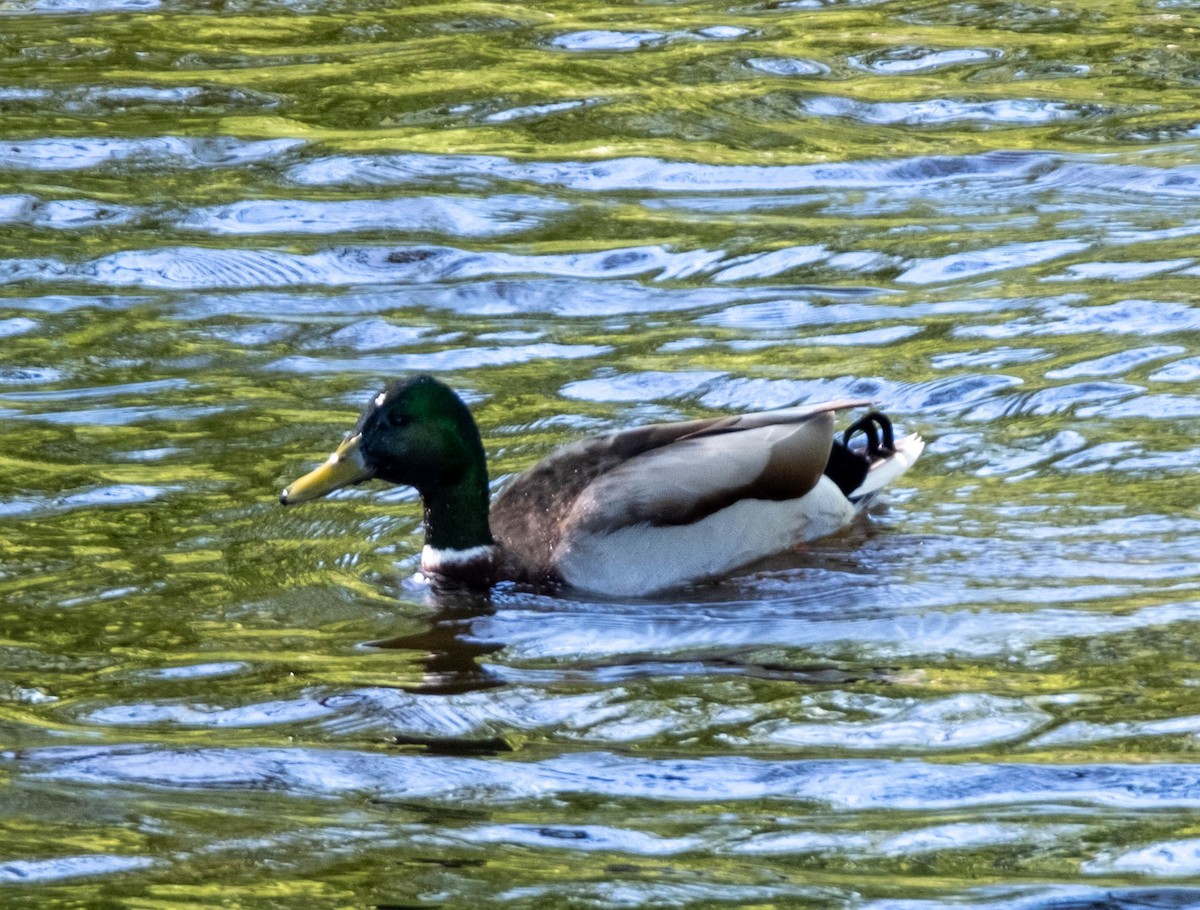 Canard colvert - ML617309066